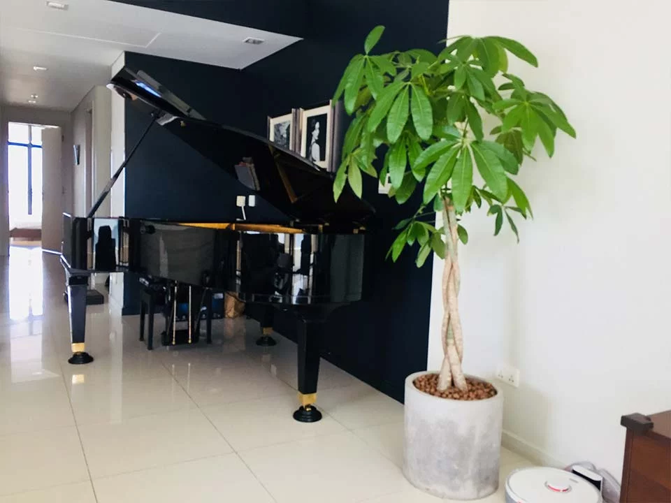 Showroom trưng bày PIANO APOLLO A30 tại Elite Piano